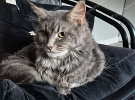 2 mainecoon brothers