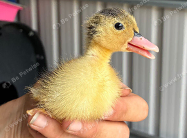 Indian Runner Ducklings for sale