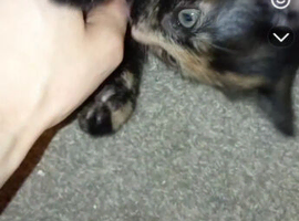 Beautiful tortoiseshell and grey kitten