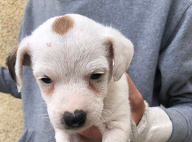 Jack Russel x Lakeland terrier pups