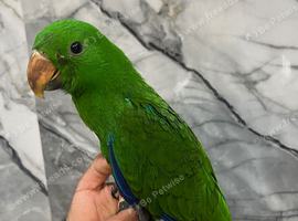 Baby HabdReared Super Tame Cuddly Eclectus Parrot,29