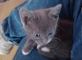 Grey little girl