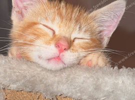 9 week old kitten