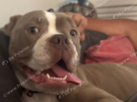 Old tyme bulldog looking for her forever home