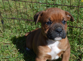 Boxer x Labrador puppies