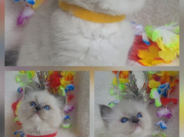 GCCF blue mitted ragdoll boys