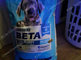 Beta large breed puppy