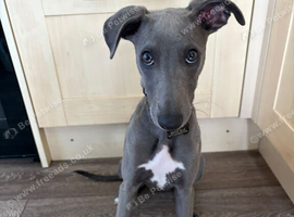 Puppy for rehoming