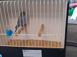 2 young blue miniature budgies for sale