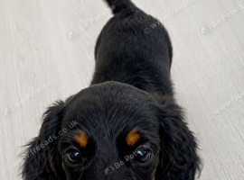 Miniature dachshund puppies - ready now
