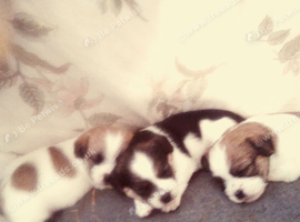 baby Jack Russell's ️&pound;