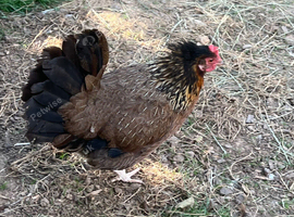 Bantum dorking hen and her two chicks