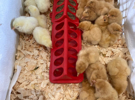 Buff Orpington Chicks / Hatching Eggs