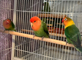 Baby lovebirds