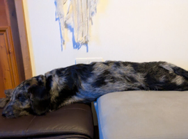 7 month old miniature poodle cross Labrador