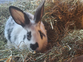 Mini rex cross Dutch