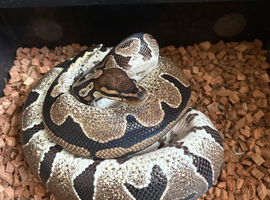 Female proven Normal DH pied albino royal python for sale