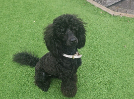 Gorgeous Female Mini Poodle