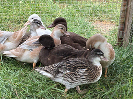 Silver Appleyard Call Duck pair