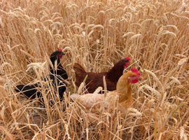 6 chickens for sale - marigold, blacktail and Rhode rock