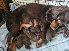 Cocker spaniel puppies