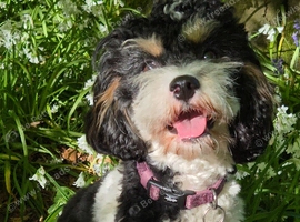 Cavapoo waiting list is now open!