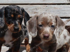 Miniature dachshund puppies