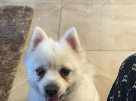 Pom and Japan spitz