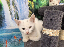 Cute kittens