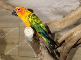 Sun conures available.12