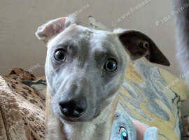 Whippet stud
