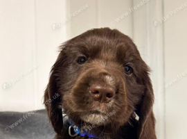 6 beautiful cocker spaniel