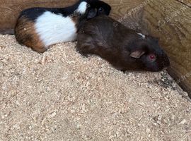 Boy guinea pigs