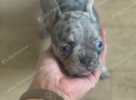 1 puppy re available due to change of circumstances