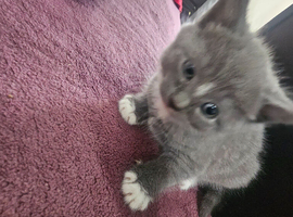 Nebelung kittens