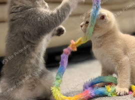 Full Pedigree TICA Kittens