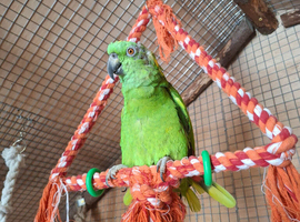 Yellow naped amazons