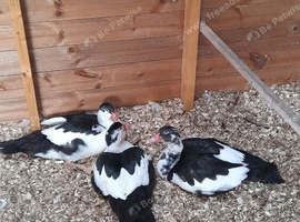 Muscovy Drakes Looking for a new forever home