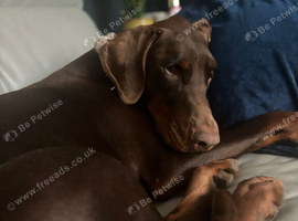 3 years old Doberman bitch