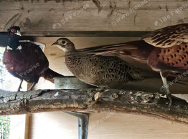 Common Ringneck Pheasant Breeding Pairs
