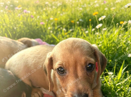 Beautiful dachshund boy