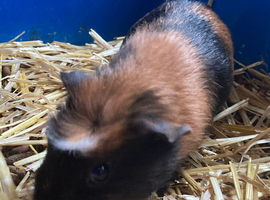 Young Guinea pig
