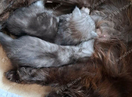 Stunning Maine Coon kittens