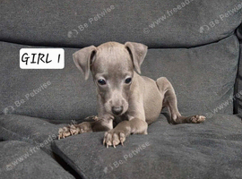 Italian greyhound puppies