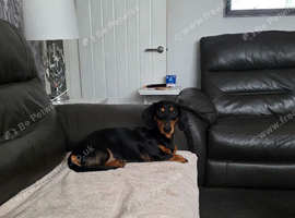 18 month old male dog