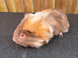 Single boar