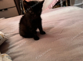 Little girl kitten looking for forever home