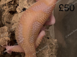 Albino leopard gecko cb26