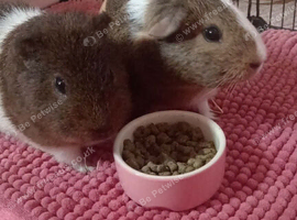 2 male guinea pigs, 11 months old