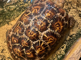 Cb23 pancake tortoise